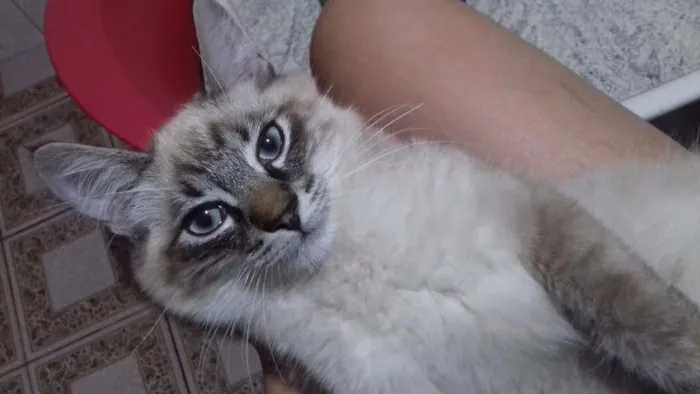 Gato ra a Srd idade 2 a 6 meses nome Sirius