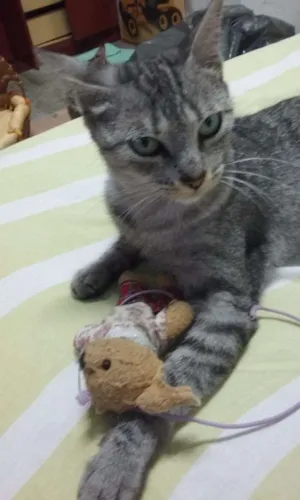 Gato raça SRD idade 7 a 11 meses nome Sarita