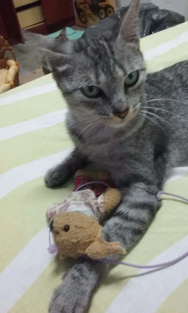 Gato ra a SRD idade 7 a 11 meses nome Sarita
