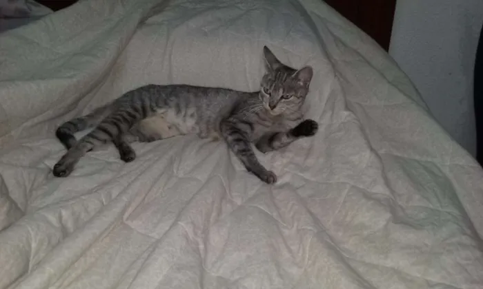 Gato ra a SRD idade 7 a 11 meses nome Sarita