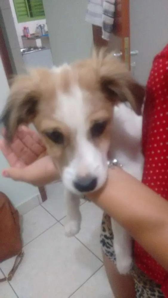 Cachorro ra a Poodle com pincher idade 2 a 6 meses nome Lola