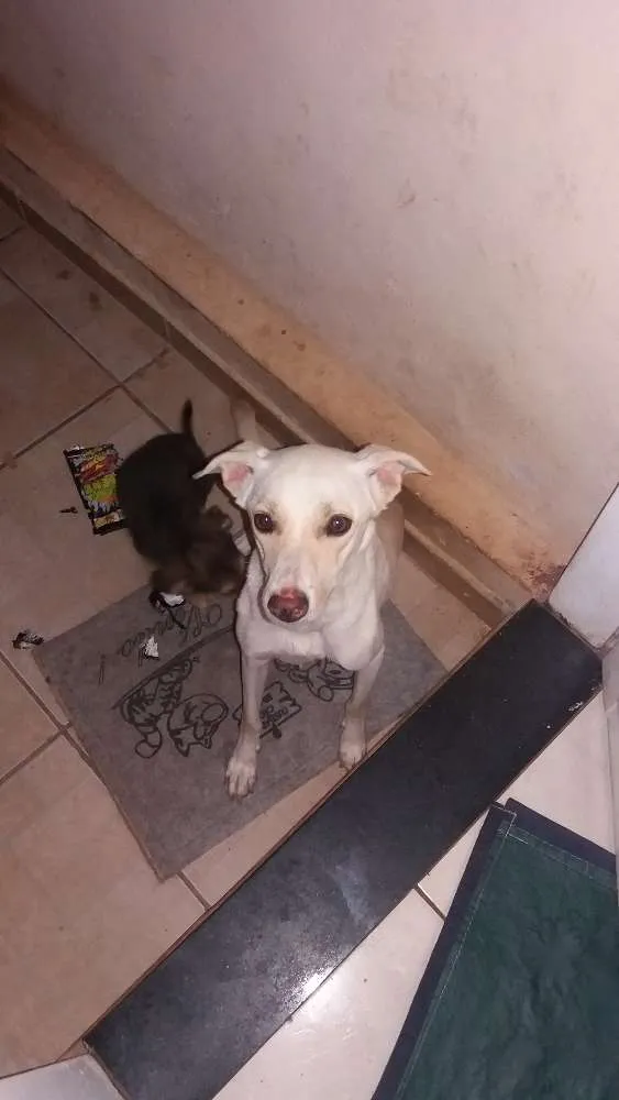 Cachorro ra a Vira lata idade 2 anos nome Laila