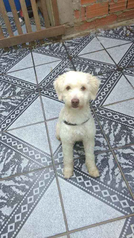 Cachorro ra a SRD idade 1 ano nome Spike
