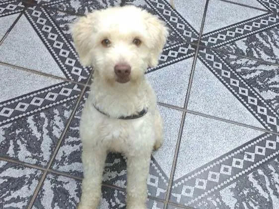 Cachorro ra a SRD idade 1 ano nome Spike