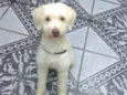 Spike