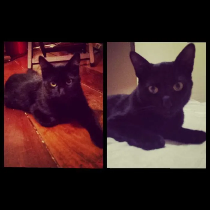Gato ra a vira lata idade 7 a 11 meses nome Mozão 1 e 2