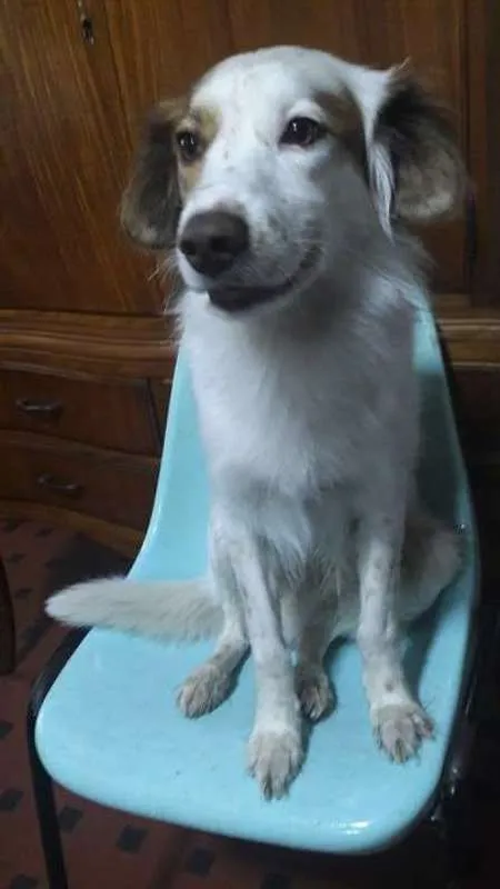 Cachorro ra a SRD idade 5 anos nome Bob GRATIFICA