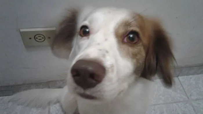 Cachorro ra a SRD idade 5 anos nome Bob GRATIFICA