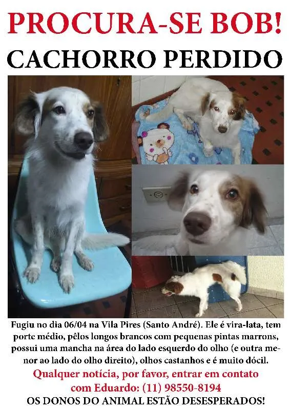 Cachorro ra a SRD idade 5 anos nome Bob GRATIFICA