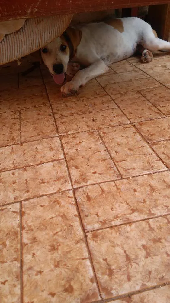 Cachorro ra a Vira lata idade 2 a 6 meses nome Branquinho