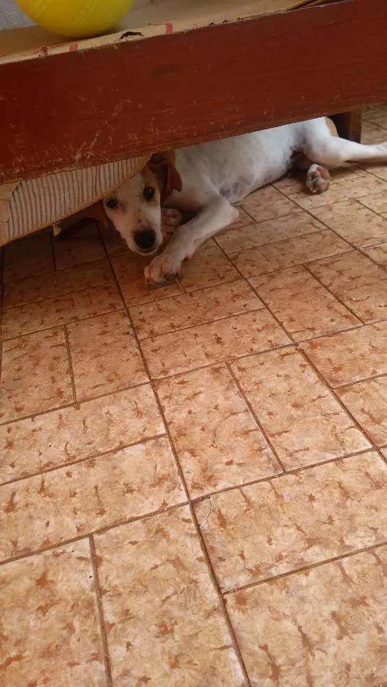 Cachorro ra a Vira lata idade 2 a 6 meses nome Branquinho