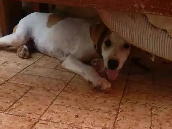 Cachorro ra a Vira lata idade 2 a 6 meses nome Branquinho