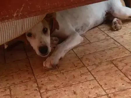 Cachorro ra a Vira lata idade 2 a 6 meses nome Branquinho