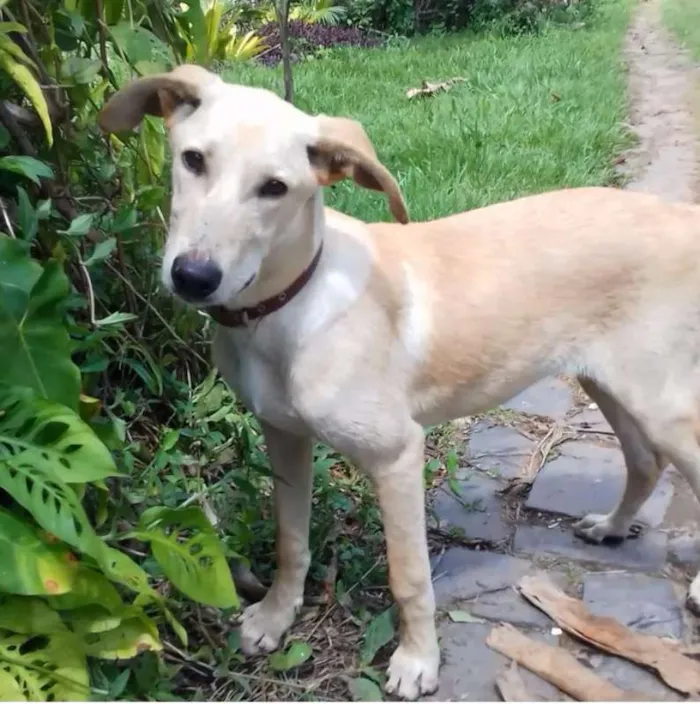 Cachorro ra a SRD idade 7 a 11 meses nome Nino