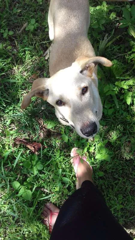 Cachorro ra a SRD idade 7 a 11 meses nome Nino