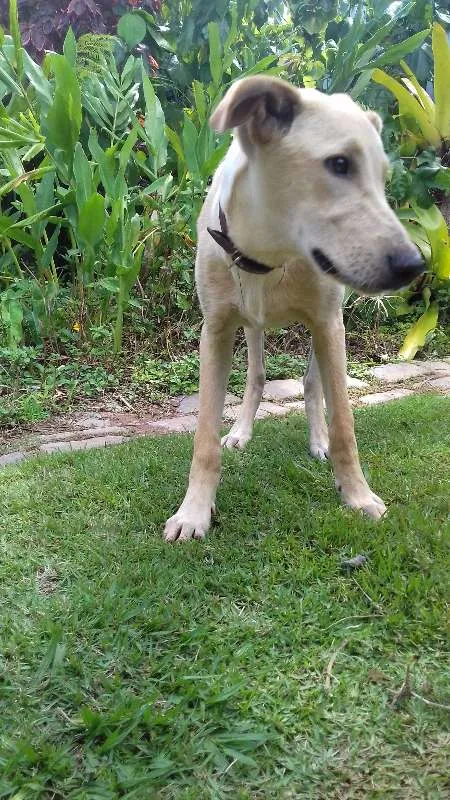 Cachorro ra a SRD idade 7 a 11 meses nome Nino