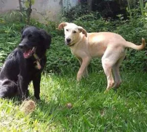 Cachorro raça SRD idade 7 a 11 meses nome Nino