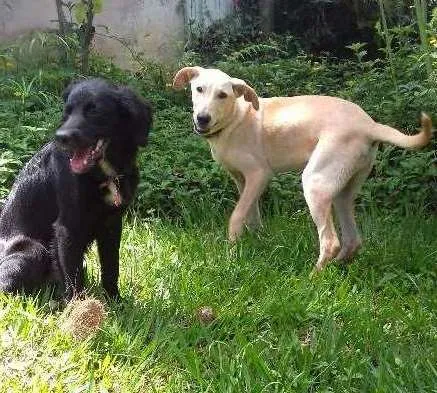 Cachorro ra a SRD idade 7 a 11 meses nome Nino