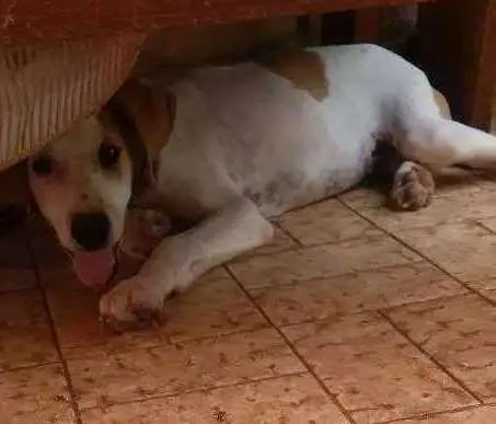 Cachorro ra a Vira lata idade 2 a 6 meses nome Branquinho