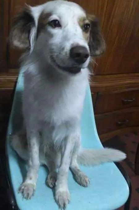 Cachorro ra a SRD idade 5 anos nome Bob GRATIFICA