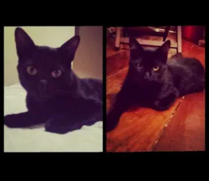 Gato raça vira lata idade 7 a 11 meses nome Mozão 1 e 2