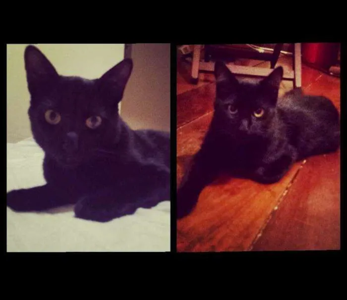 Gato ra a vira lata idade 7 a 11 meses nome Mozão 1 e 2