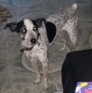 Cachorro raça Viralata idade 3 anos nome Max