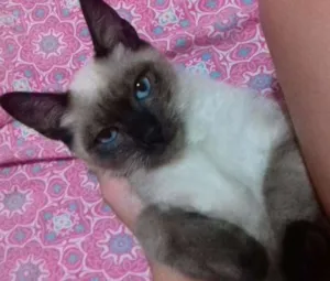 Gato raça SRD idade 2 a 6 meses nome Lindinha
