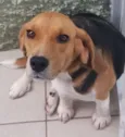 Bolota