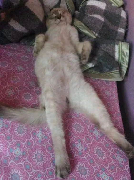 Gato ra a Srd idade 2 a 6 meses nome Dumbledore