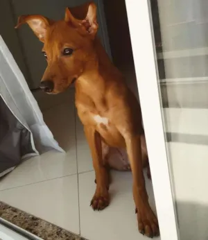 Cachorro raça Vira-lata idade 7 a 11 meses nome Malia