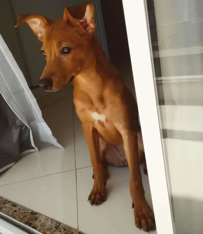 Cachorro ra a Vira-lata idade 7 a 11 meses nome Malia