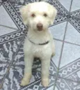 Spike