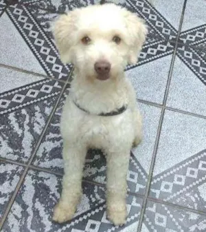 Cachorro raça SRD idade 1 ano nome Spike