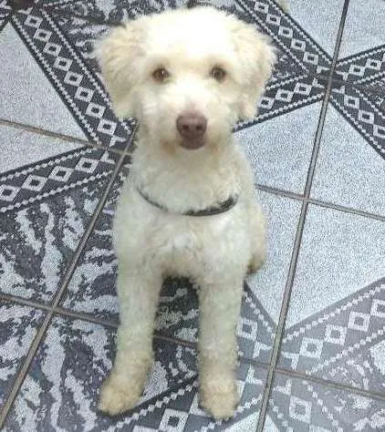Cachorro ra a SRD idade 1 ano nome Spike