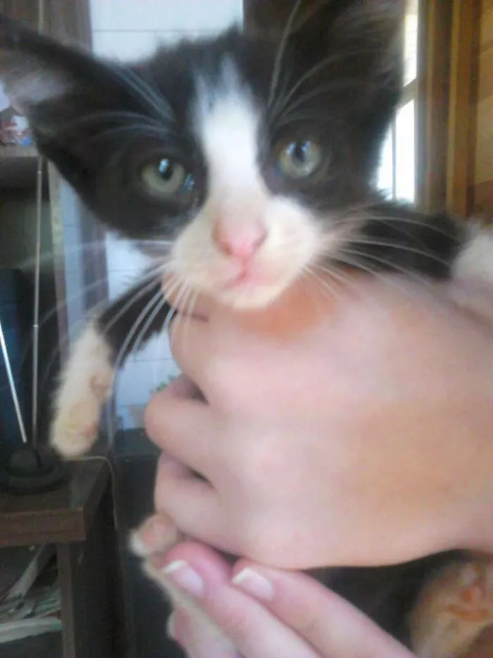 Gato ra a Sem raça definida idade 2 a 6 meses nome Nicole