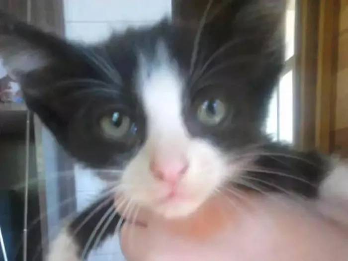 Gato ra a Sem raça definida idade 2 a 6 meses nome Nicole