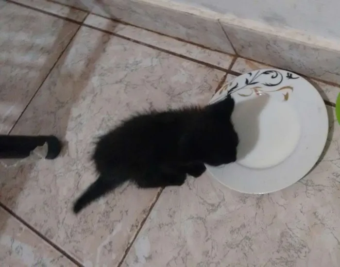Gato ra a  idade Abaixo de 2 meses nome Não tem ainda