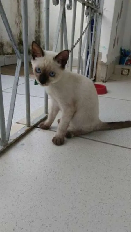 Gato raça Siamês idade 2 a 6 meses nome Pierrita