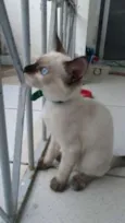 Pierrita