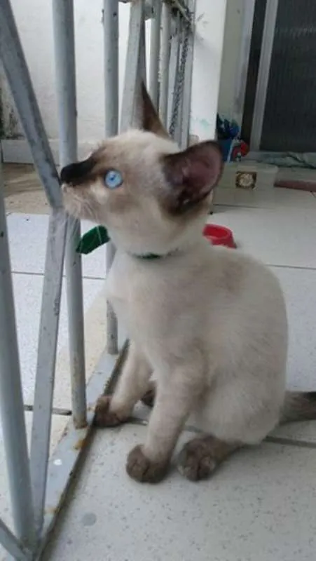 Gato raça Siamês idade 2 a 6 meses nome Pierrita