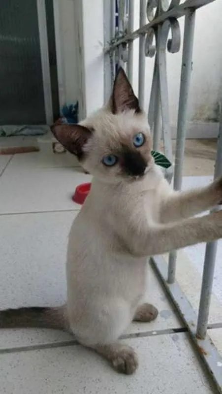 Gato raça Siamês idade 2 a 6 meses nome Pierrita