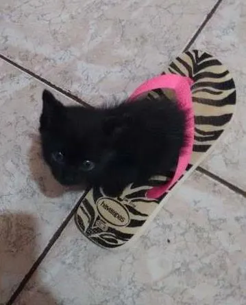 Gato ra a  idade Abaixo de 2 meses nome Não tem ainda
