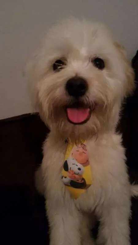 Cachorro ra a SRD idade 1 ano nome Amonrá