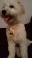 Amonrá