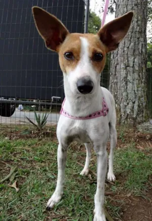 Cachorro raça SRD idade 1 ano nome Grayce