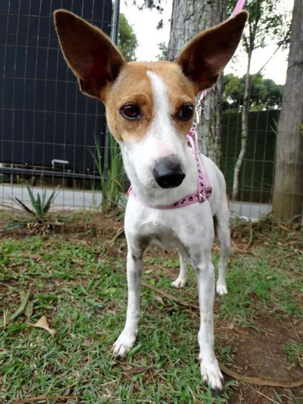 Cachorro ra a SRD idade 1 ano nome Grayce