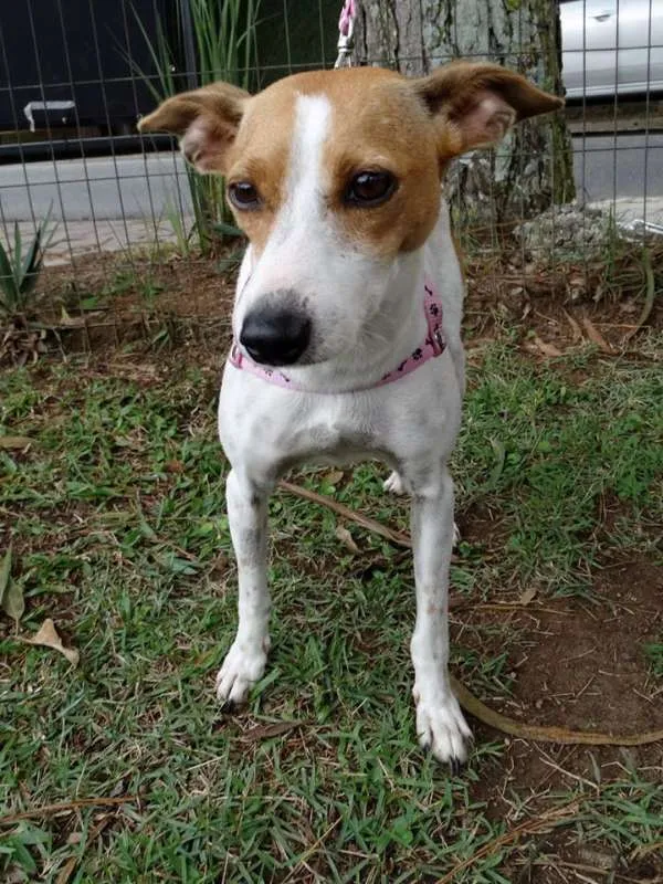 Cachorro ra a SRD idade 1 ano nome Grayce