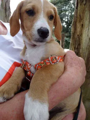 Cachorro raça srd idade 2 a 6 meses nome Tandy
