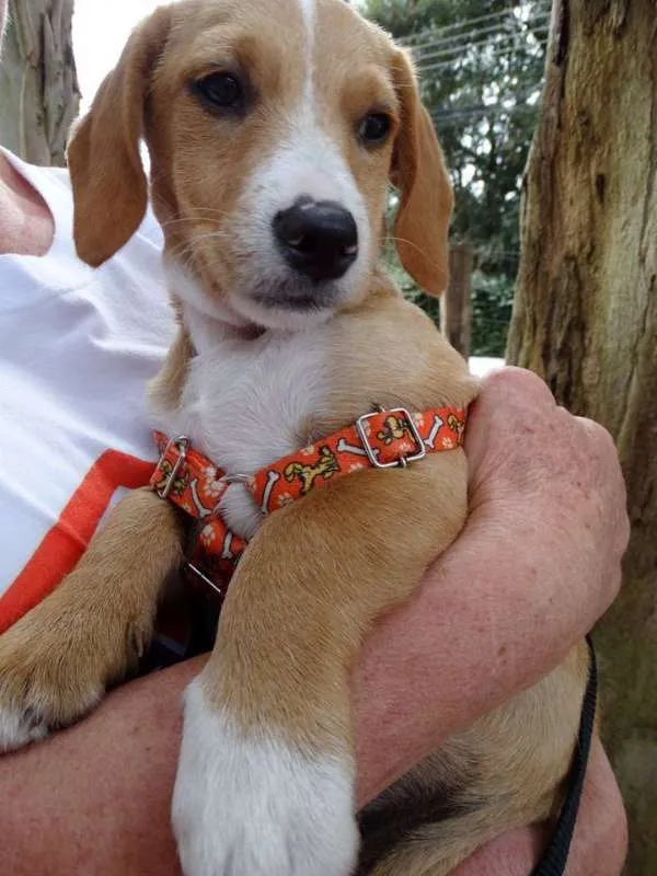 Cachorro ra a srd idade 2 a 6 meses nome Tandy